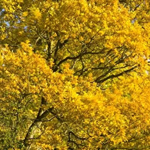 England, Tyne & Wear, Newcastle Upon Tyne. The autumn colours of trees in Jesmond Dene