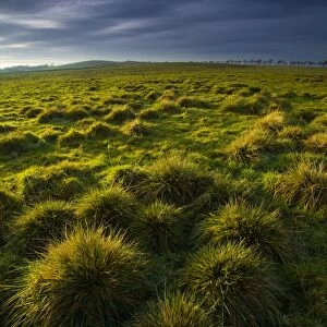 England, Tyne & Wear, Newcastle Upon Tyne. Tussock on the Town Moor, a large area of common land located within the city of Newcastle