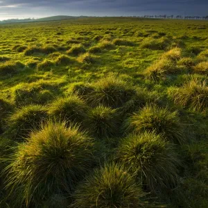 England, Tyne & Wear, Newcastle Upon Tyne. Tussock on the Town Moor, a large area of common land located within the city of Newcastle