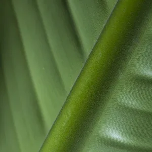 England, Tyne & Wear, Sunderland Winter Gardens. Detail shot of a palm leaf in the Sunderland Winter