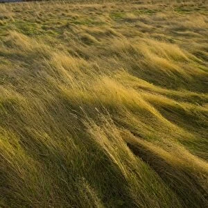 England, Tyne & Wear, Sunniside. Winter light gently bathes wild grass in an overgrown field in Sunniside