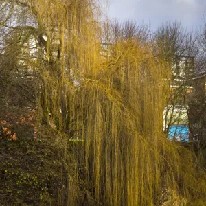 England, West Midlands, Stourbridge Canal