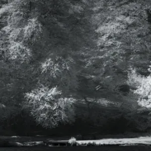 Forest Boathouse