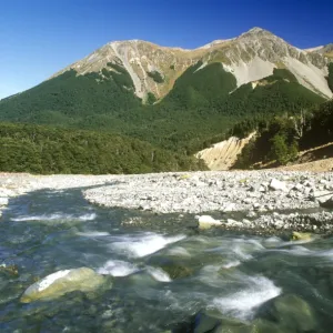 NEW ZEALAND, Canterbury, Craigieburn Forest Park