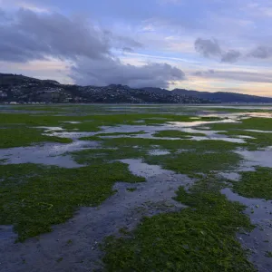 New Zealand, Christchurch, New South Brighton