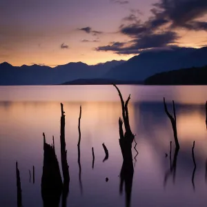 New Zealand, Fiordland, Fiordland National Park. The flooded remnants of trees pierce the tranquil waters of