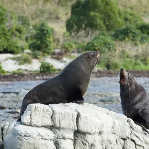 New Zealand, Kaikoura, New Zealand fur seal