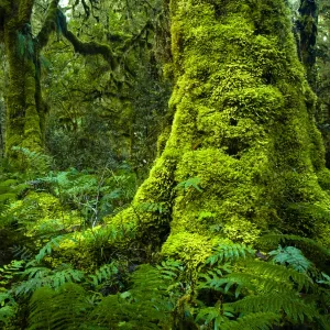 New Zealand, Southland, Fiordland National Park