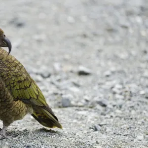 New Zealand, Southland, Kea Mountain Parrot