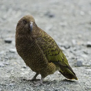 New Zealand, Southland, Kea Mountain Parrot