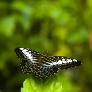 Sabah Malaysia, Borneo, Kinabalu National Park. Resting butterfly in the Poring Hot Springs butterfly