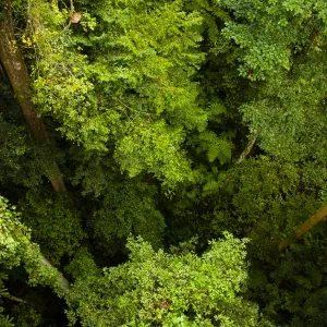 Sabah Malaysia, Borneo, Kinabalu National Park. View from the canopy walkway at the Poring Hot Springs, looking down to the