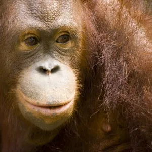 Sabah Malaysia, Borneo, Orang Utan