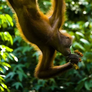 Sabah Malaysia, Borneo, Orang Utan