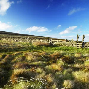 Scotland Scottish Borders The Pennine Way Cotton grass on moorland near the England Scotland border close to