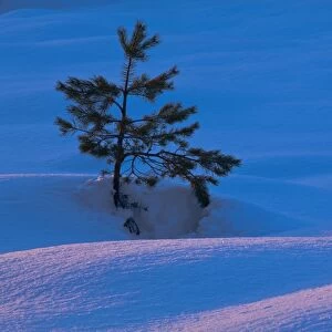 Scotland, Scottish Highlands, Abernethy. Single Fir Tree surrounded by drifting snow in the Cairngorms