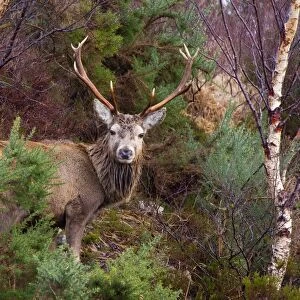 Scotland, Scottish Highlands, Assynt. Red Deer stag (cervus elaphus) in a small patch of Highland woodland