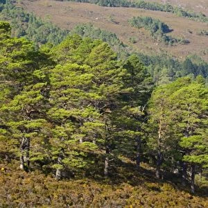 Scotland, Scottish Highlands, Beinn Eighe NNR. Scotch Pines, remnants of the great Caledonian forest which once covered the Scottish highlands from coast