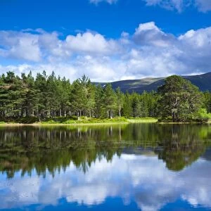 Scotland, Scottish Highlands, Cairngorms National Park. Native woodland of the Rothiemurchus Estate