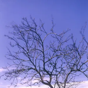 SCOTLAND, Scottish highlands, Glen Coe. A lonely tree on the barren landscape of the valley