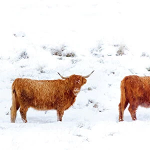 Scotland, Scottish Highlands, Glen Dochart. Highland Cattle brave the elements of a harsh winter environment in