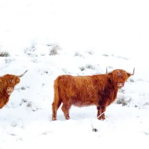 Scotland, Scottish Highlands, Glen Dochart. Highland Cattle brave the elements of a harsh winter environment in