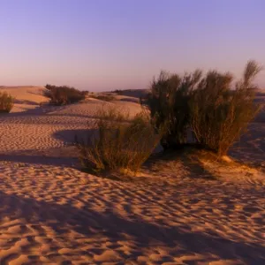 TUNISIA, Zaafrane, Sahara Desert