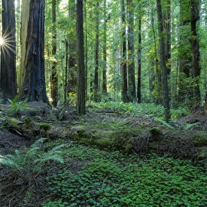 United States of America, California, Humboldt Redwoods State Park