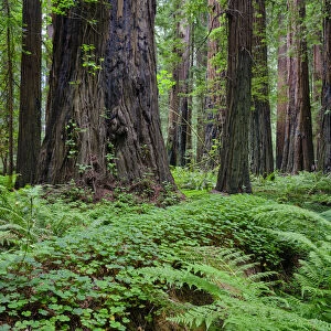 United States of America, California, Humboldt Redwoods State Park