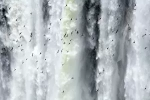 River Collection: Argentina, Misiones, Iguazu National Park. Birds fly in flocks in front of the impressive Iguazu