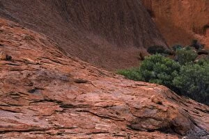 Australia Collection: AUSTRALIA, Northern Territory, Uluru National Park