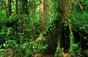 Images Dated 1st January 2000: AUSTRALIA, Queensland, Daintree National Park