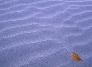 Images Dated 1st January 2000: AUSTRALIA, Queensland, Hinchinbrook Island National Park