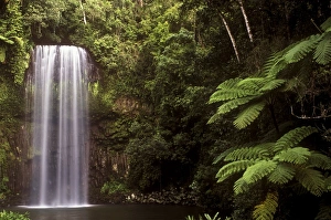 Australia Collection: AUSTRALIA, Queensland, Millaa Millaa Falls
