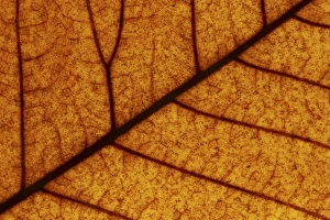 Autumn Leaves
