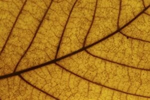 Close Up Gallery: Autumn Leaves