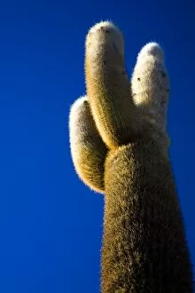 Bolivia Collection: Bolivia, Southern Altiplano, Salar de Uyuni. Cacti growing on Isla de Pescado
