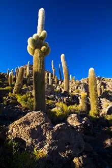 Bolivia Gallery: Bolivia, Southern Altiplano, Salar de Uyuni. Cacti growing on Isla de Pescado