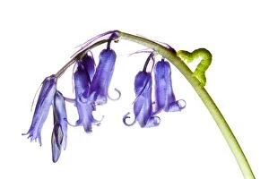 2011jfprints Gallery: Caterpillar on wild Bluebell flowers growing in the county of Northumberland, UK