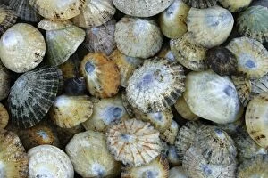 A collection of Seashells, photographed near to St Marys Island
