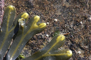 Tyne Book Collection: The contrasting colours of seaweed against rocks on the north tyneside coast