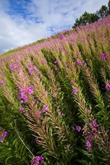 Tourist Gallery: England, Cumbria, Gilsland. Pocket of Rosebay Willow Herb growing near the Hadrians Wall Path