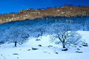 Images Dated 2010: December Collection
