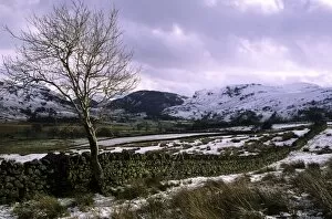 Images Dated 1st January 2000: ENGLAND, Cumbria, Lake District National Park. A lonely tree on the farmed plains of Castlerigg Fell shortly after a
