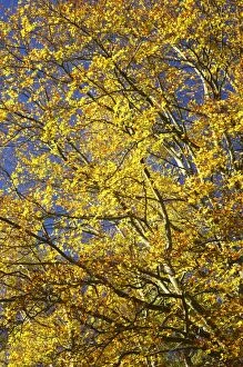 England, North umberland, Cragside Gardens & Estate. The autumn colours of woodland within the Cragside estate
