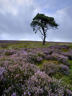 Colourful Gallery: England, North Yorkshire, North York Moors National Park