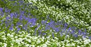 Flora Gallery: England, Northumberland, Allen Banks. Native Bluebells and Ramsons (wild garlic) within Allen Banks