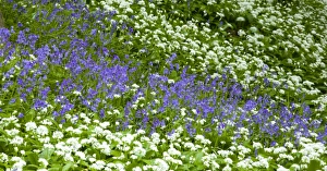 North Umberland Gallery: England, Northumberland, Allen Banks. Native Bluebells and Ramsons (wild garlic) within Allen Banks