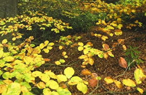 Images Dated 7th September 2010: ENGLAND, Northumberland, Allen Banks. A colourful display of autumn colours in the Allen Banks