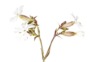 Images Dated 2011: June Collection